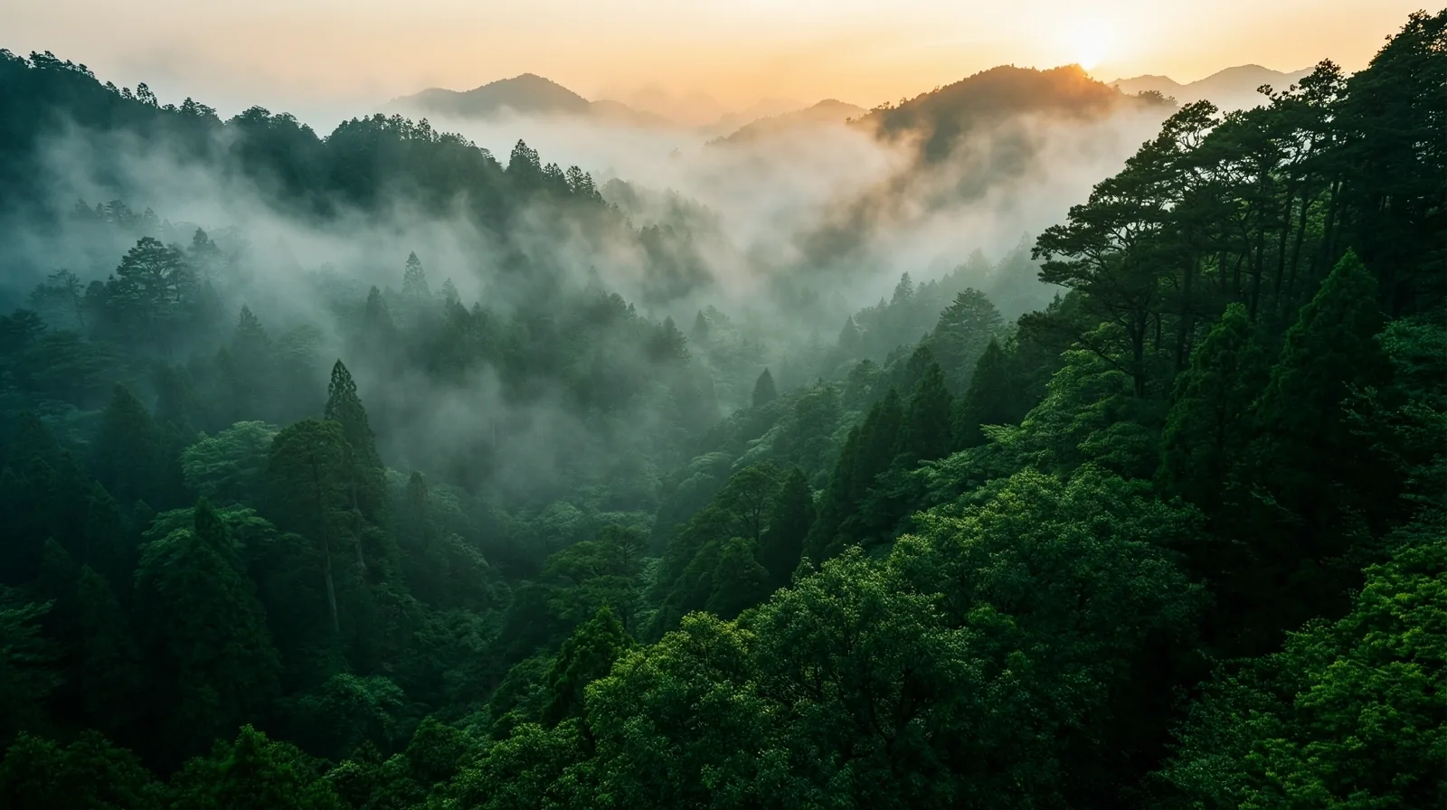 氛圍景觀